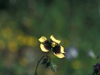 Tuberaria guttata 25, Saxifraga-Jan van der Straaten