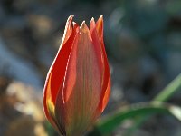 Tulipa hageri 13, Saxifraga-Jan van der Straaten