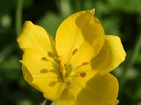 Tulipa sylvestris 63, Bostulp, Saxifraga-Sonja Bouwman