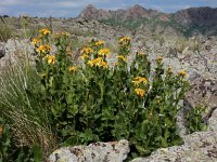 Turanecio taraxacifolius 2, Saxifraga-Ed Stikvoort