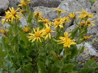 Turanecio taraxacifolius 7, Saxifraga-Ed Stikvoort