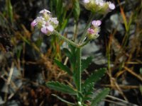 Turgenia latifolia 3, Saxifraga-Ed Stikvoort