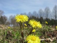 Tussilago farfara 54, Klein hoefblad, Saxifraga-National Botanical Garden of Latvia