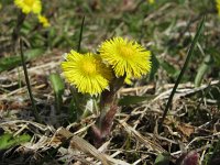 Tussilago farfara 55, Klein hoefblad, Saxifraga-National Botanical Garden of Latvia