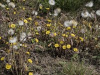 Tussilago farfara 69, Klein hoefblad, Saxifraga-Willem van Kruijsbergen