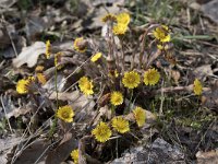 Tussilago farfara 70, Klein hoefblad, Saxifraga-Willem van Kruijsbergen