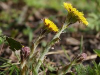 Tussilago farfara 71, Klein hoefblad, Saxifraga-Sonja Bouwman