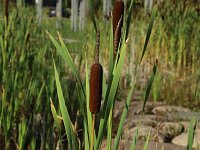 Typha latifolia 61, Grote lisdodde, Saxifraga-National Botanical Garden of Latvia