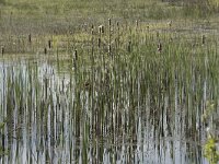 Typha latifolia 62, Grote lisdodde, Saxifraga-Willem van Kruijsbergen