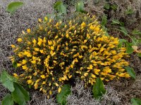 Ulex argenteus