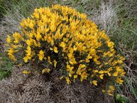 Ulex argenteus 3, Saxifraga-Ed Stikvoort