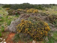 Ulex argenteus 4, Saxifraga-Ed Stikvoort