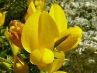Ulex europaeus 43, Gaspeldoorn, Saxifraga-Hans Hogenhuis