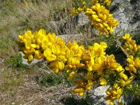 Ulex europaeus 44, Gaspeldoorn, Saxifraga-Hans Hogenhuis