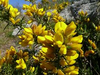Ulex europaeus 45, Gaspeldoorn, Saxifraga-Hans Hogenhuis