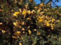 Ulex europaeus 46, Gaspeldoorn, Saxifraga-Ed Stikvoort