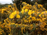 Ulex europaeus 47, Gaspeldoorn, Saxifraga-Ed Stikvoort