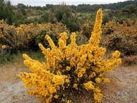 Ulex europaeus 48, Gaspeldoorn, Saxifraga-Ed Stikvoort