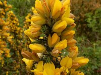 Ulex europaeus 49, Gaspeldoorn, Saxifraga-Ed Stikvoort