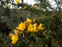 Ulex europaeus 50, Gaspeldoorn, Saxifraga-Ed Stikvoort : steenbreekvaren Tilburg