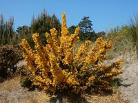 Ulex europaeus 51, Gaspeldoorn, Saxifraga-Ed Stikvoort