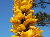 Ulex europaeus 52, Gaspeldoorn, Saxifraga-Ed Stikvoort