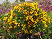 Ulex gallii 2, Saxifraga-Hans Grotenhuis