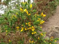 Ulex gallii 3, Saxifraga-Hans Grotenhuis