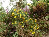 Ulex gallii 4, Saxifraga-Hans Grotenhuis