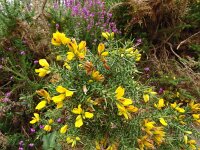 Ulex gallii 5, Saxifraga-Hans Grotenhuis