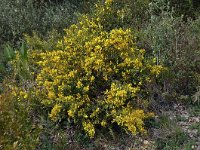 Ulex parviflorus 38, Saxifraga-Harry Jans