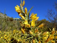 Ulex parviflorus 42, Saxifraga-Ed Stikvoort : bij Polop