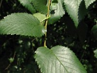 Ulmus minor 1, Gladde iep, Saxifraga-Rutger Barendse