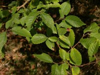 Ulmus minor 2, Gladde iep, Saxifraga-Peter Meininger