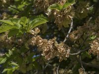 Ulmus minor 5, Gladde iep, Saxifraga-Willem van Kruijsbergen