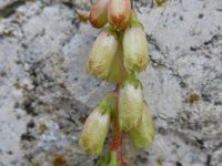 Umbilicus rupestris 36, Muurnavel, Saxifraga-Ed Stikvoort