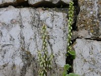 Umbilicus rupestris 37, Muurnavel, Saxifraga-Ed Stikvoort