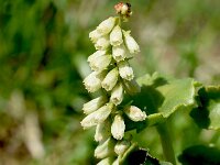 Umbilicus rupestris 41, Muurnavel, Saxifraga-Sonja Bouwman  1024. Muurnavel - Umbilicus rupestris - Crassulaceae familie (i) Amsterdam