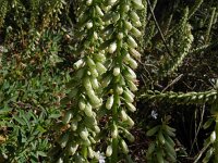 Umbilicus rupestris 42, Muurnavel, Saxifraga-Hans Grotenhuis