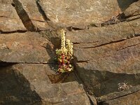 Umbilicus rupestris 43, Muurnavel, Saxifraga-Hans Grotenhuis