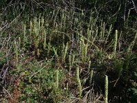 Umbilicus rupestris 44, Muurnavel, Saxifraga-Hans Grotenhuis