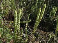 Umbilicus rupestris 45, Muurnavel, Saxifraga-Hans Grotenhuis