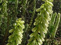 Umbilicus rupestris 46, Muurnavel, Saxifraga-Hans Grotenhuis