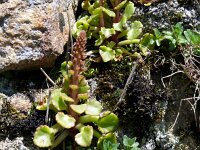 Umbilicus rupestris 47, Muurnavel, Saxifraga-Hans Grotenhuis