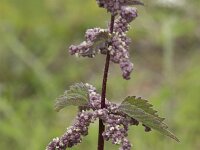 Urtica dioica 27, Grote brandnetel, Saxifraga-Willem van Kruijsbergen
