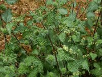 Urtica pilulifera, Roman Nettle