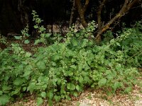 Urtica pilulifer 21, Bolletjesbrandnetel, Saxifraga-Ed Stikvoort : Melissani grot Drakopoulata - Sami Kefalonia s9900