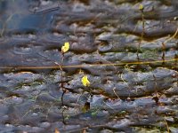 Utricularia minor 10, Klein blaasjeskruid, Saxifraga-Hans Dekker