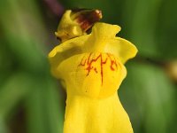 Utricularia vulgaris 10, Groot blaasjeskruid, Saxifraga-Sonja Bouwman