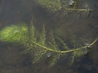 Utricularia vulgaris 5, Groot blaasjeskruid, Saxifraga-Willem van Kruijsbergen